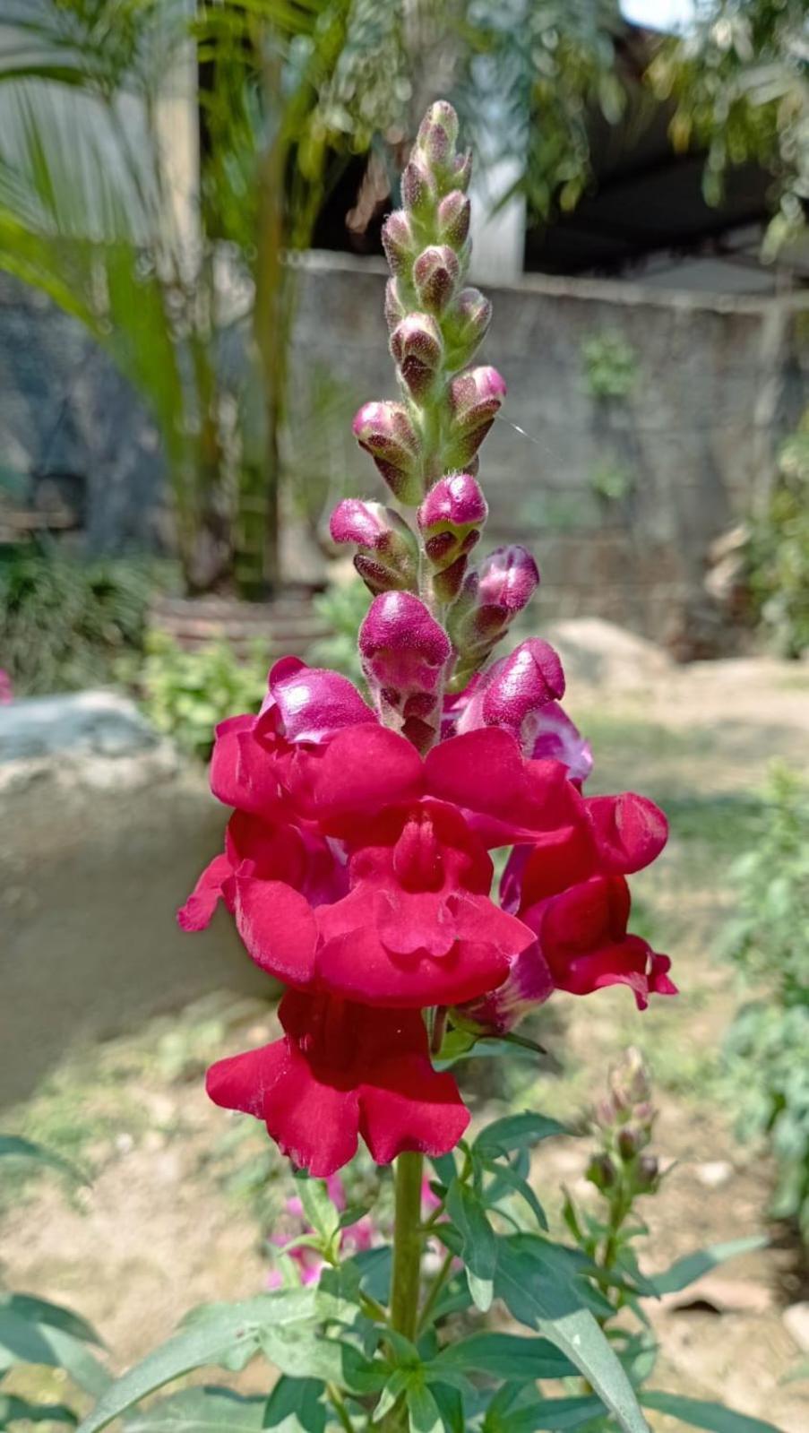 Cherry Garden Pokhara Zewnętrze zdjęcie