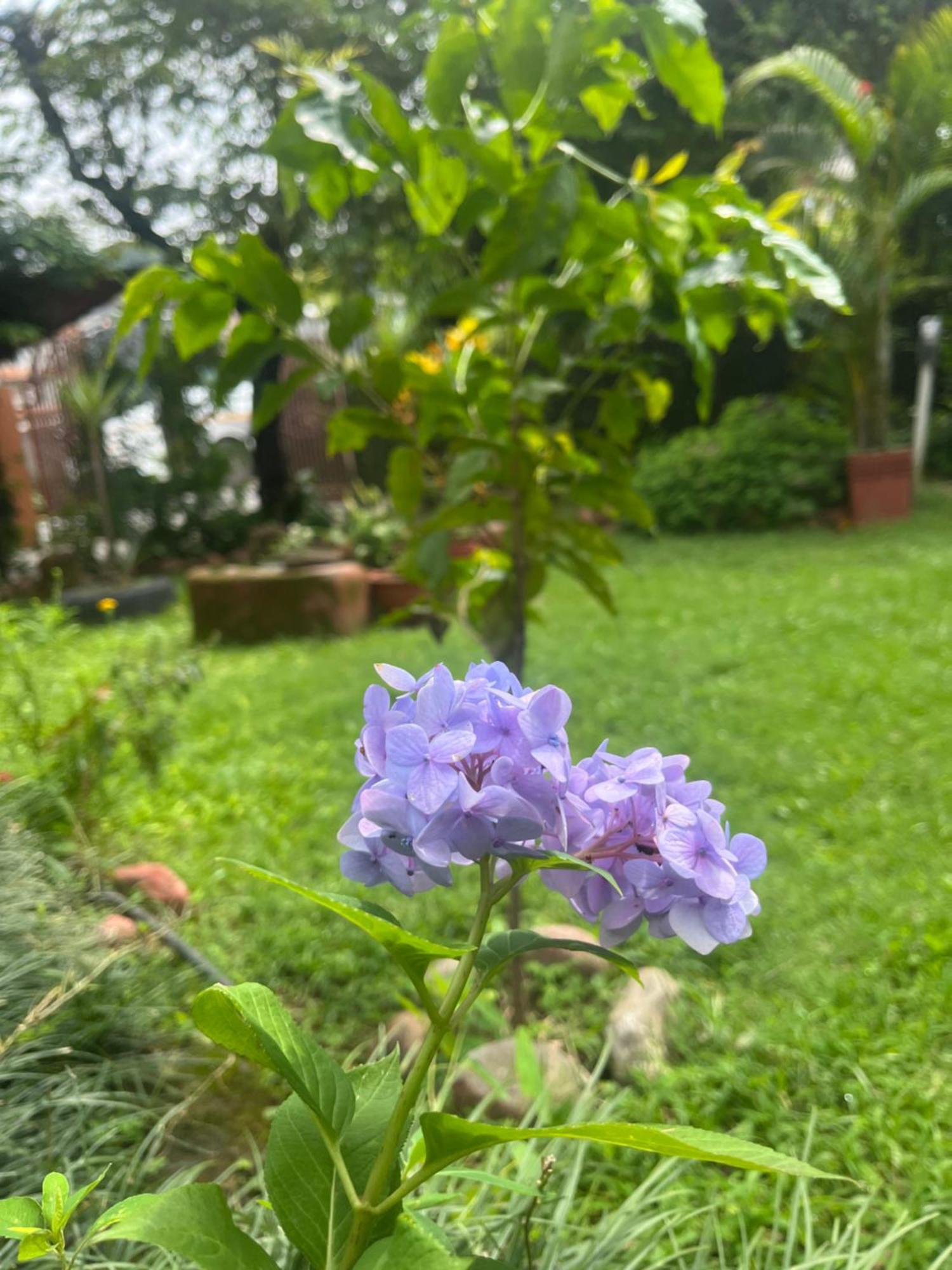 Cherry Garden Pokhara Zewnętrze zdjęcie